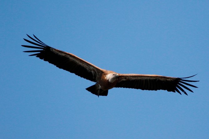 Private Plavnik Island Half-Day Boat Trip With Capt. Bobo - Trip Details