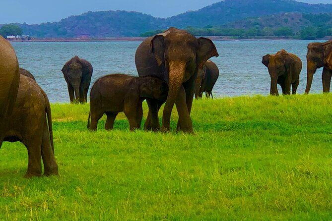 Private Polonnaruwa Ruins & Minneriya Safari Tour from Sigiriya - Who Is This Tour Best For?