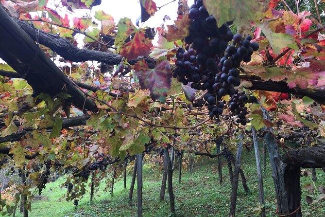 Private Pompeii and Herculaneum Day Tour - Reviews and Ratings