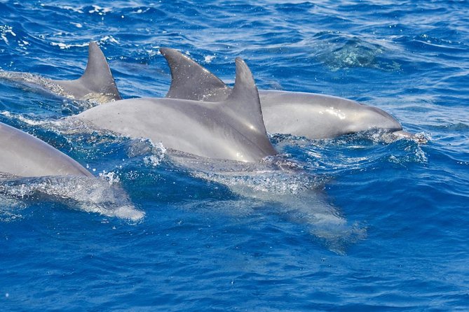 Private Port Stephens Day Trip From Sydney Incl Dolphin Cruise - Trip Overview