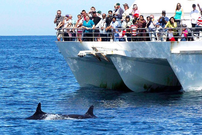 Private Port Stephens Day Trip From Sydney Incl Dolphin Cruise - Dolphin Cruise Experience