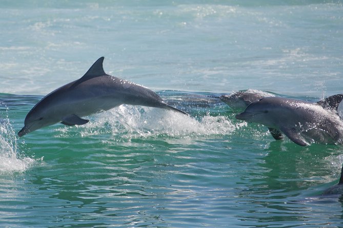 Private Port Stephens Day Trip From Sydney Incl Dolphin Cruise - Optional Sandboarding or 4WD Tour