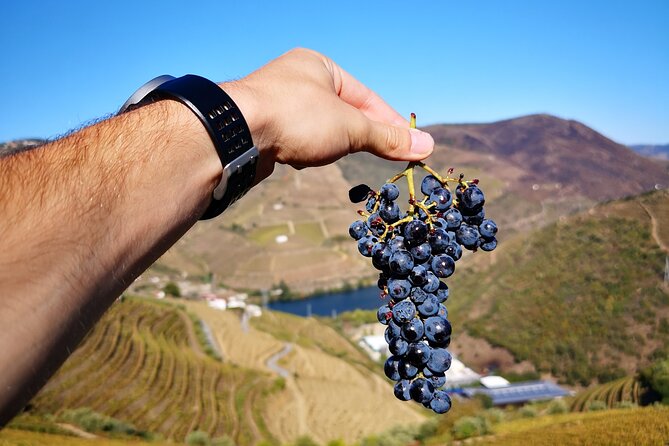 Private Porto to Douro Valley Wine Tour + Lunch and Boat Cruise - Booking Process