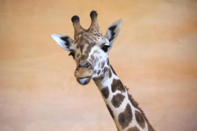 Private Prague Tours for Families With a Local, 100% Personalized - Good To Know