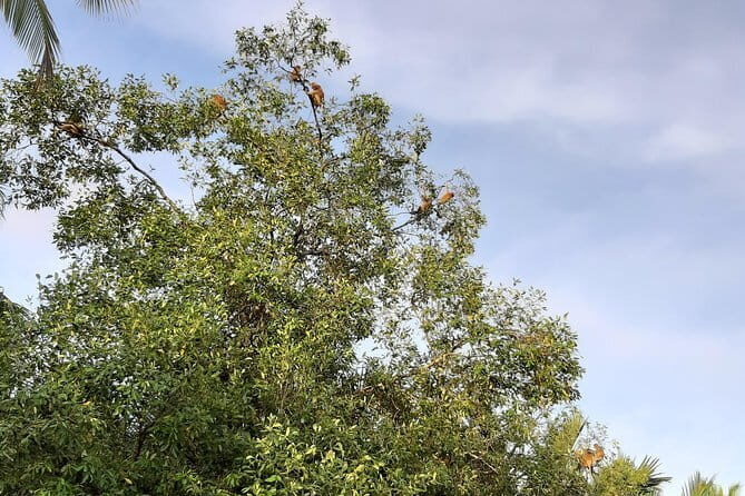 Private Proboscis Monkey Tour - The Itinerary: A Balance of Landmarks and Wilderness