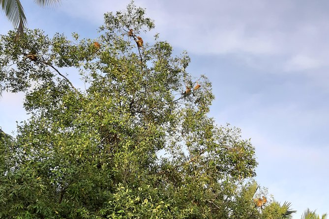 Private Proboscis Monkey & Water Village Tour - Pickup Information