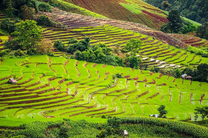 Private Program Discovery Chiang Mai - Half/Full Day / Night Tour - Questions and Terms