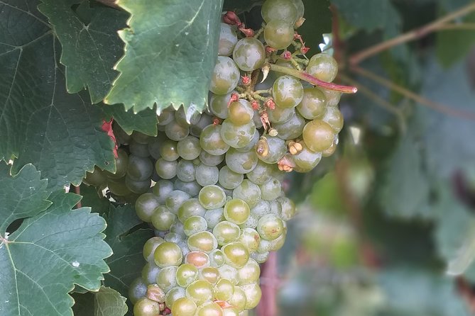 Private Prosecco Tour, From Venice or Treviso, With a Certified Sommelier - Pricing Details