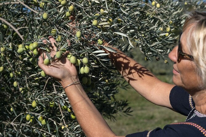 Private Provence Olive Estate Tour and Olive Oil Workshop - Meet the Olive Estate Owners