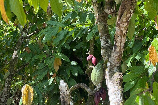 Private Punta Cana Beyond-the-Resort Local Life Tour - An Overview of the Experience