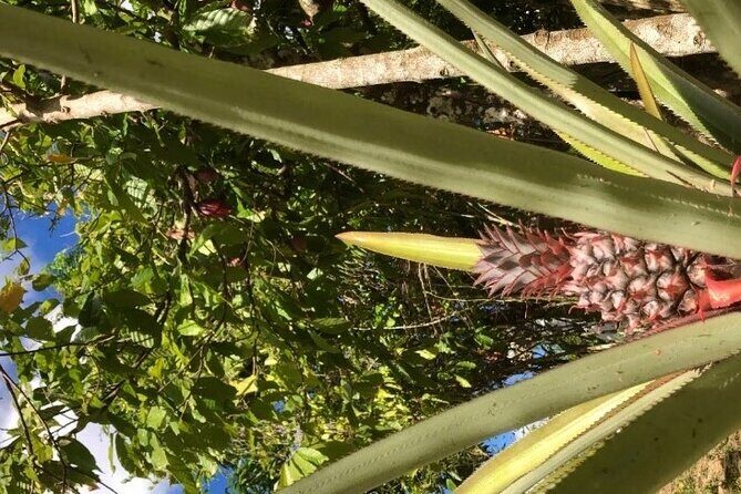 Private Punta Cana Beyond-the-Resort Local Life Tour - The Sum Up