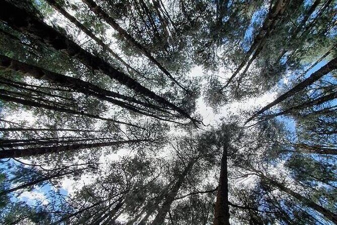 Private Pykara Lake Tour in Ooty with Car - Exploring the Private Pykara Lake Tour in Ooty with Car