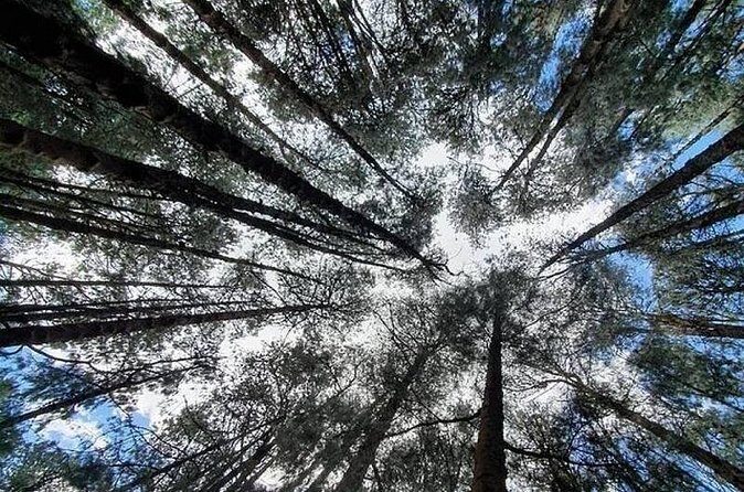 Private Pykara Lake Tour in Ooty with Car - The Sum Up