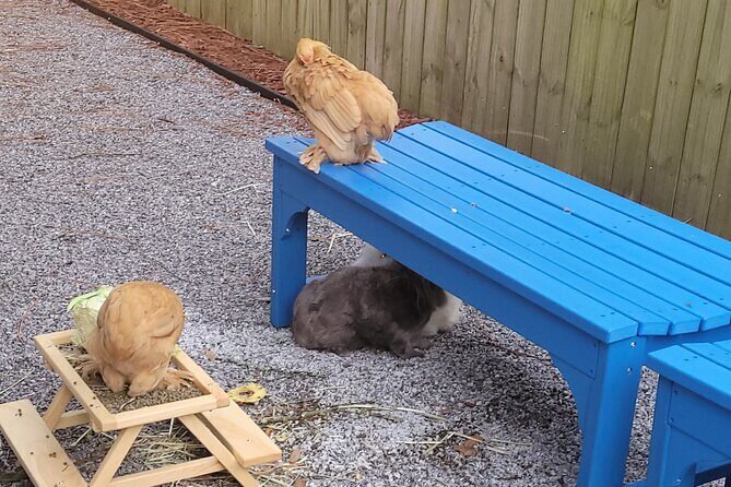 Private Rabbit and Chicken Petting Experience in Navarre - Good To Know