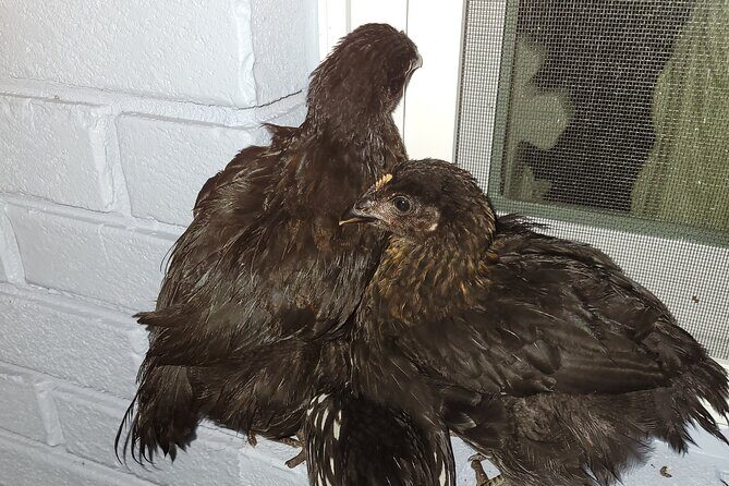 Private Rabbit and Chicken Petting Experience in Navarre - What to Expect from the Experience