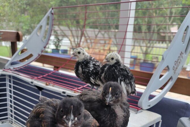 Private Rabbit and Chicken Petting Experience in Navarre - Final Thoughts