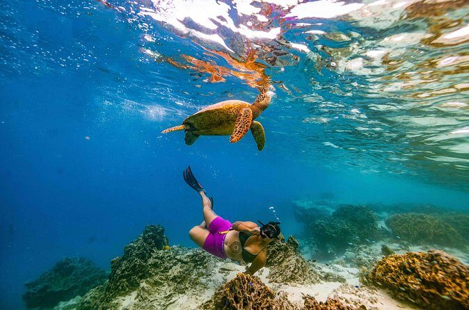 Private Rarotonga Turtle Tour - The Refreshments and Photo Opportunities