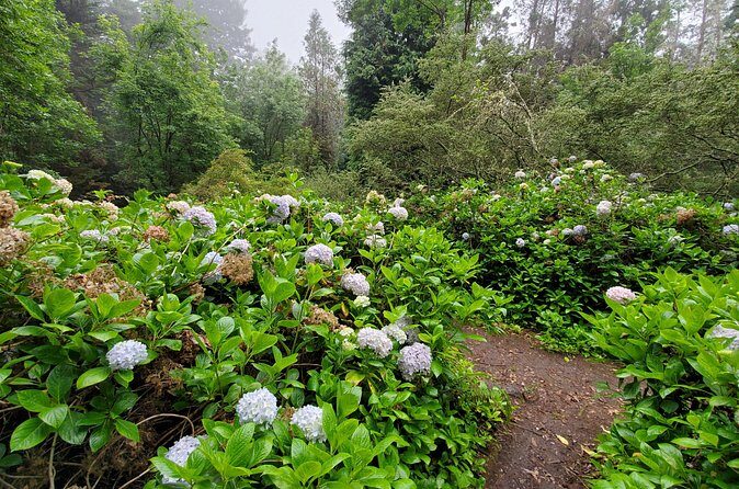 Private Redwood Forest Hiking Tour - Final Thoughts