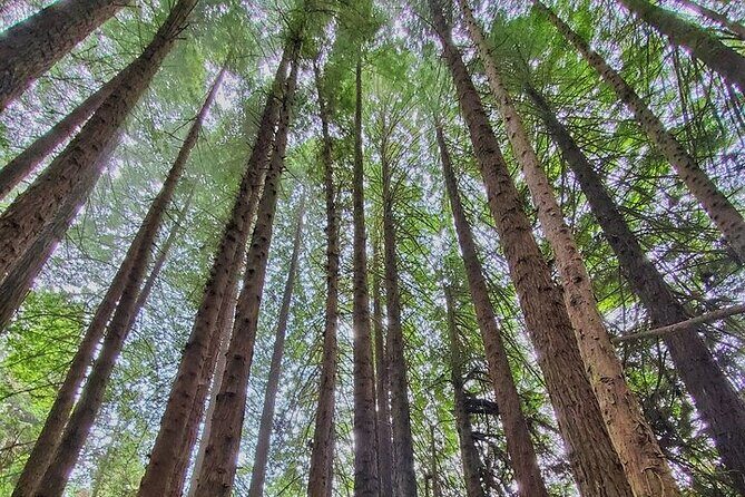 Private Redwood Forest Hiking Tour - FAQs