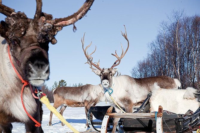 PRIVATE Reindeer Farm Tour in Rovaniemi - Tour Highlights