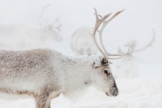 PRIVATE Reindeer Farm Tour in Rovaniemi - Reindeer Farm Experience