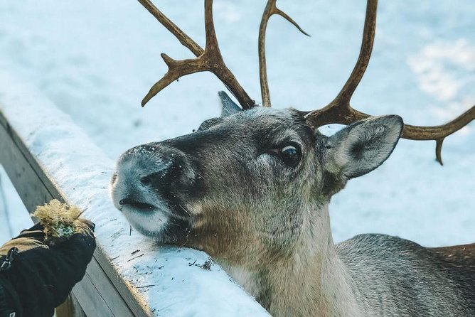 PRIVATE Reindeer Park Adventure by VIP Car - Traveler Photos and Reviews
