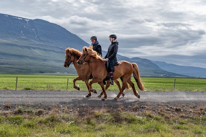 Private Riding Lesson in the North of Iceland - Duration and Category