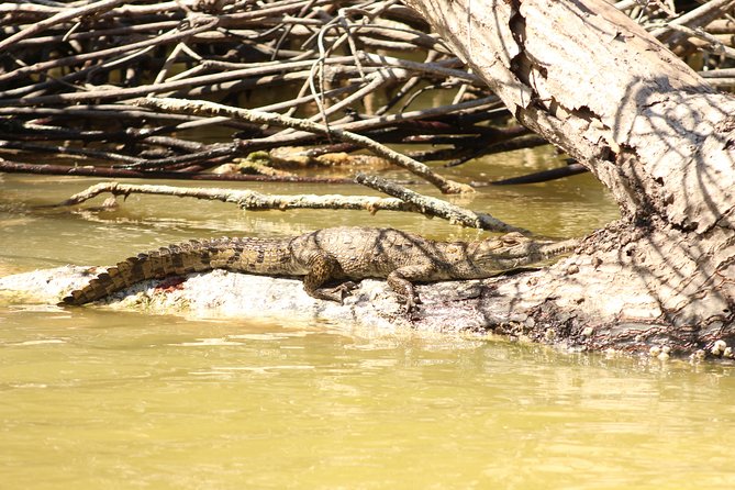 Private Rio Lagartos Flamingo and Pink Lakes - Private Tour Details