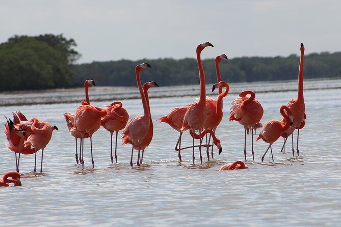Private Rio Lagartos Flamingo and Pink Lakes - Private Rio Lagartos Biosphere Reserve