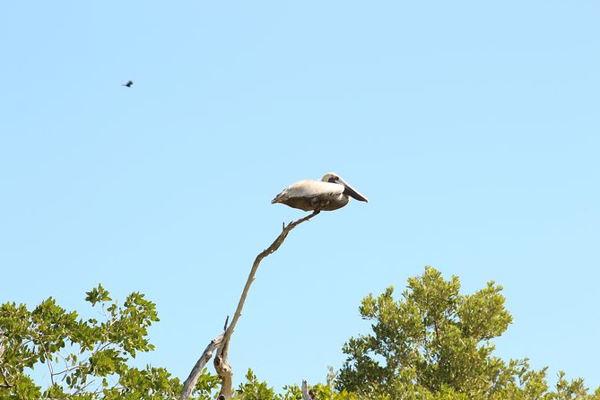 Private Rio Lagartos Flamingo and Pink Lakes - Flamingo and Pink Lakes Experience