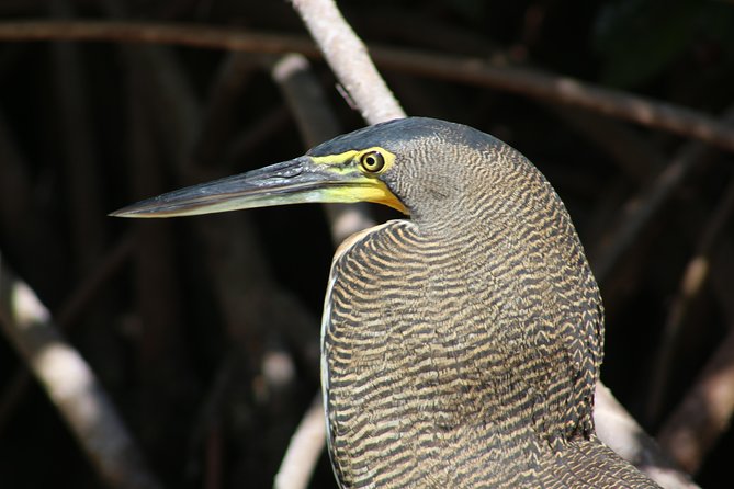 Private Rio Lagartos Flamingo and Pink Lakes - Common Questions