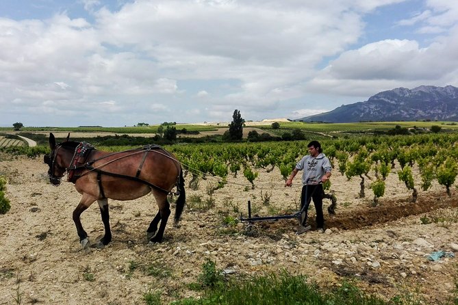 Private Rioja Wine Tasting and Lunch Tour From San Sebastián  - San Sebastian - Pricing and Booking Information