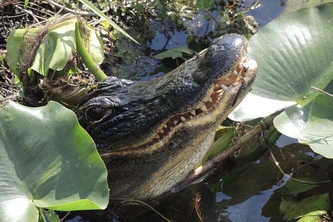 Private River Of Grass Everglades Airboat Adventure - Good To Know