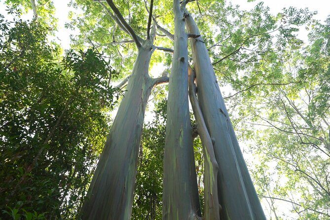 Private Road to Hana Rainforest & Waterfall Experience from Maui - Who Will Love This Tour?