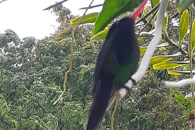 Private Rockland Bird Sanctuary and Shopping Tour With Transport - Pickup and Transfer Details