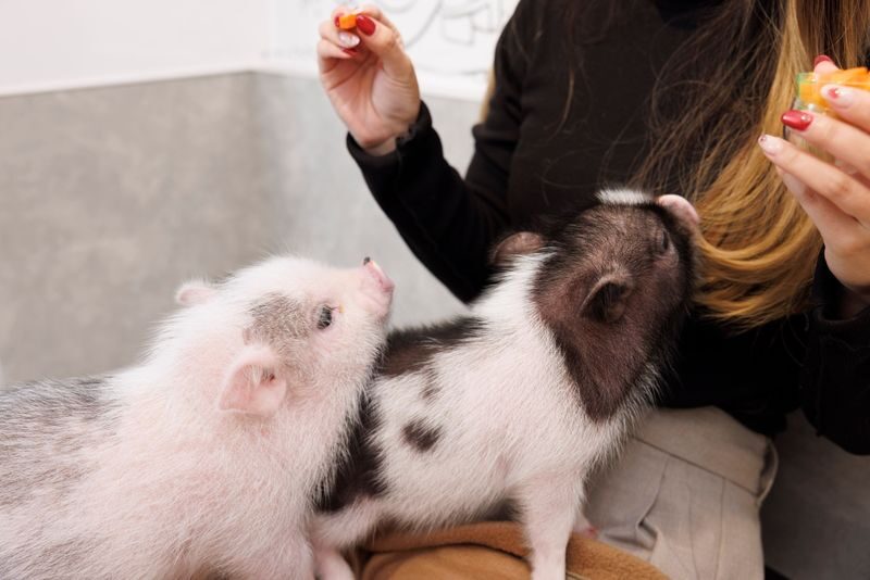 Private Room Micro Pig Cafe with Feeding Experience (Tokyo Asakusa) - The useful details at a glance