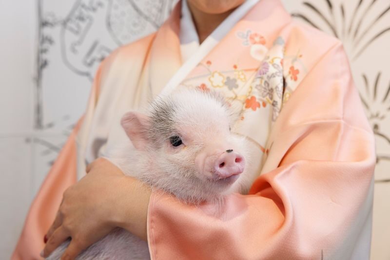 Private Room Micro Pig Cafe with Feeding Experience (Tokyo Asakusa) - A private room changes the feel of the visit