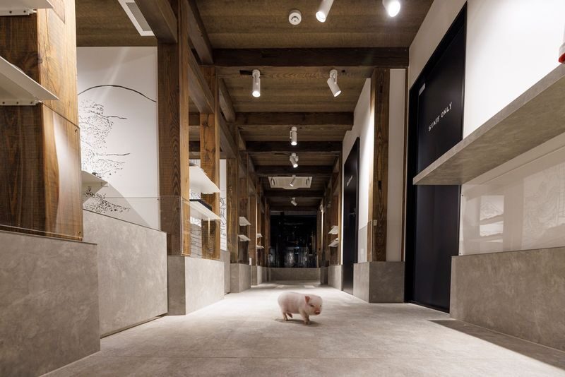 Private Room Micro Pig Cafe with Feeding Experience (Tokyo Asakusa) - The piglet question deserves a clear answer