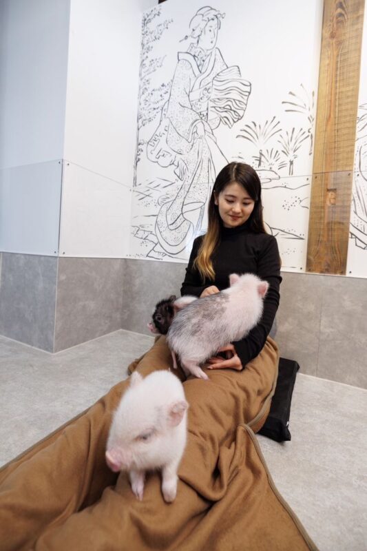 Private Room Micro Pig Cafe with Feeding Experience (Tokyo Asakusa) - Feeding, cuddles, and the less polished details