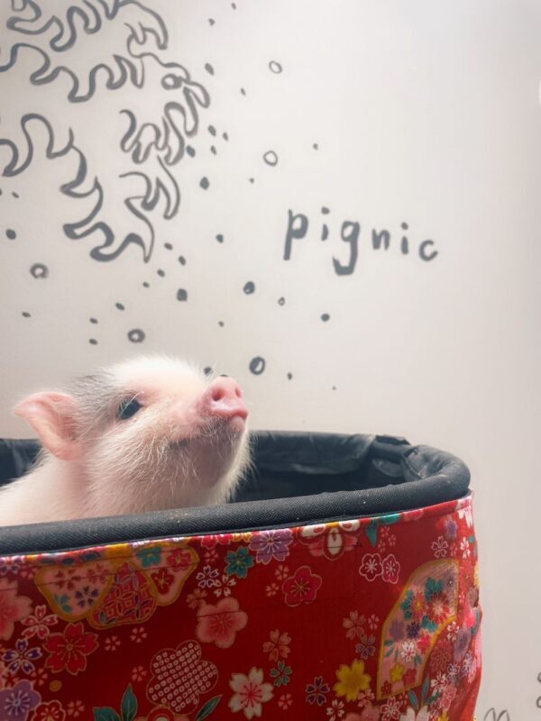 Private Room Micro Pig Cafe with Feeding Experience (Tokyo Asakusa) - What the price buys, and what to clarify