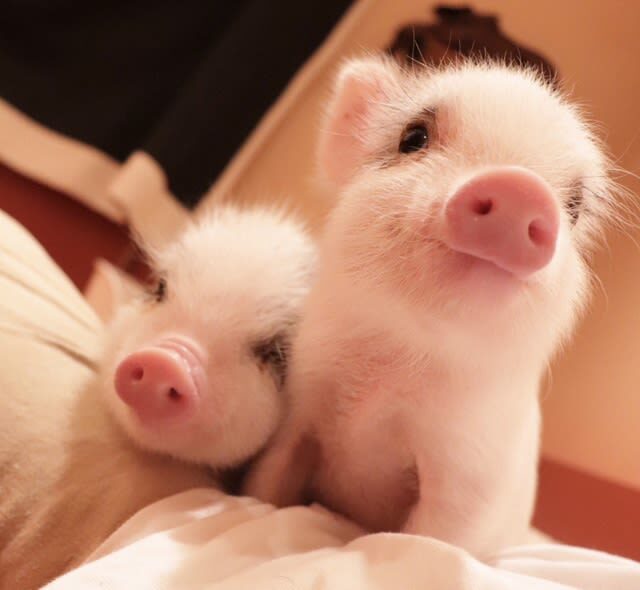 Private Room Micro Pig Cafe with Pig Treat Experience (Tokyo) - Key points before you book