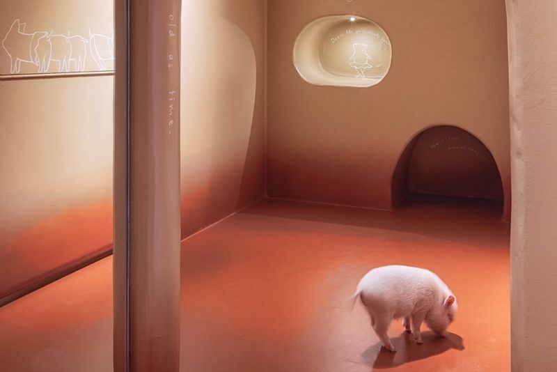 Private Room Micro Pig Cafe with Pig Treat Experience (Tokyo) - Feeding time and pig manners