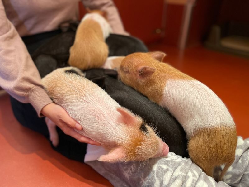 Private Room Micro Pig Cafe with Pig Treat Experience (Tokyo) - What to wear, and how to prepare