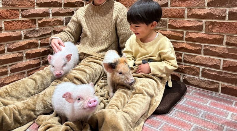 Private Room Micro Pig Cafe with Piglet Interaction and Snack Feeding Experience (Tokyo, Kichijoji) - Key things to know before you book