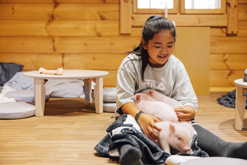 Private Room Micro Pig Cafe with Piglet Interaction and Snack Feeding Experience (Tokyo, Kichijoji) - A private room makes the piglet visit personal