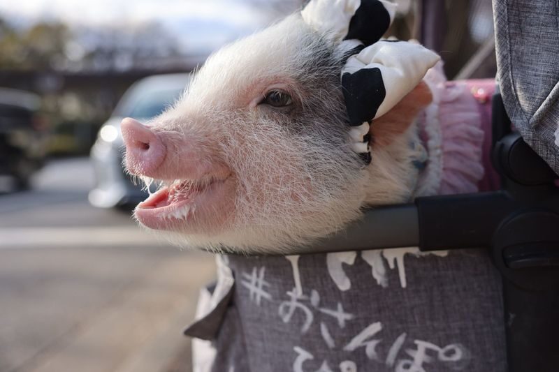 Private Room Micro Pig Cafe with Piglet Interaction and Snack Feeding Experience (Tokyo, Kichijoji) - Piglets have their own pace