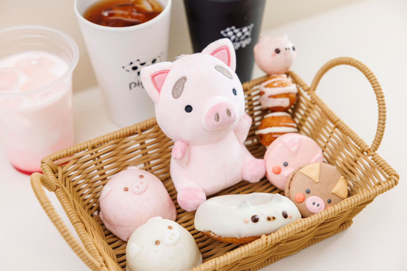 Private Room Micro Pig Cafe with Piglet Interaction and Snack Feeding Experience (Tokyo, Kichijoji) - Finding Pignic in Kichijoji