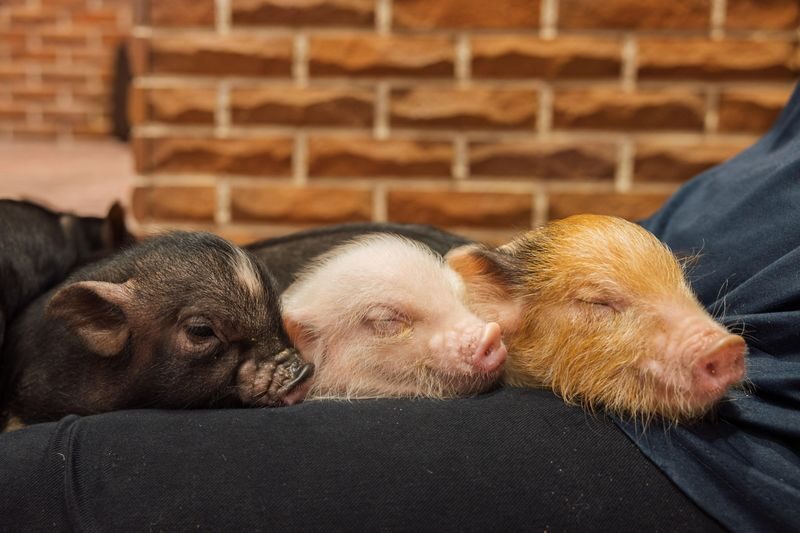 Private Room Micro Pig Cafe with Piglet Interaction and Treat Feeding Experience (Yokohama) - A private room changes the pace