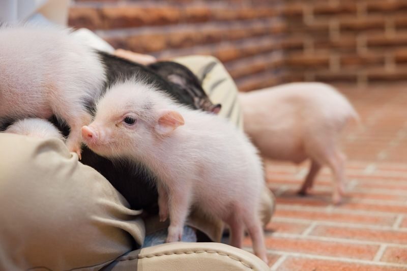 Private Room Micro Pig Cafe with Piglet Interaction and Treat Feeding Experience (Yokohama) - From check-in to the first treat