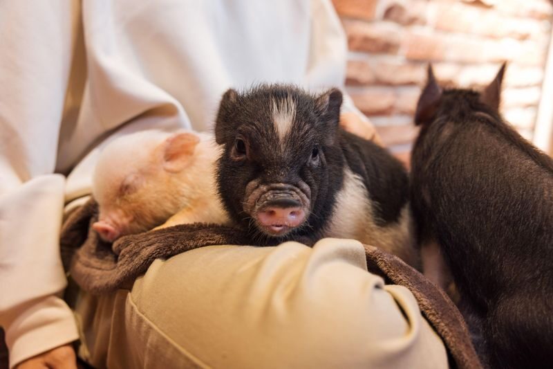 Private Room Micro Pig Cafe with Piglet Interaction and Treat Feeding Experience (Yokohama) - Dress for a curious snout